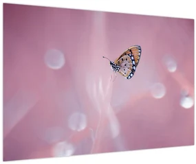 Obraz - Motýľ (90x60 cm)