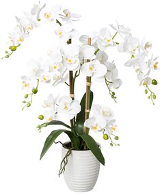 Gasper Orchidea, 67 cm