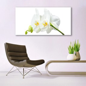 Obraz plexi Plátky kvet bíla orchidea 120x60 cm