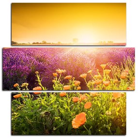 Obraz na plátne - Levanduľové pole zaliate slnkom - štvorec 365D (105x105 cm)