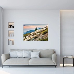 Obraz - Stádo oviec (90x60 cm)