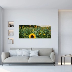 Obraz - Slnečnicové pole II. (120x50 cm)
