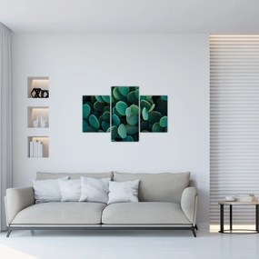Obraz - Opuncie (90x60 cm)