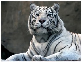Artgeist Fototapeta - Bengali tiger in zoo Veľkosť: 343x270, Verzia: Samolepiaca