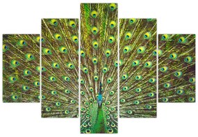 Obraz - Páv (150x105 cm)