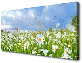 Obraz na plátne Lúka sedmokrásky príroda 125x50 cm