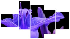 Obrazy kvetiny