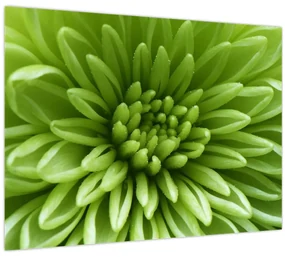 Obraz - Makro snímka rastliny (70x50 cm)
