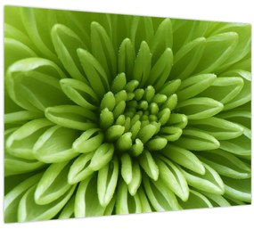 Obraz - Makro snímka rastliny (70x50 cm)