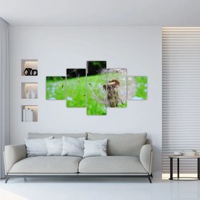 Obraz púpavy (125x70 cm), 40 ďalších rozmerov