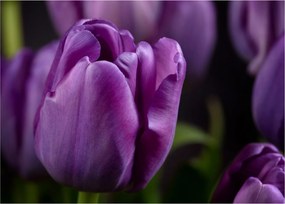 Obraz kvetov tulipánov (70x50 cm)