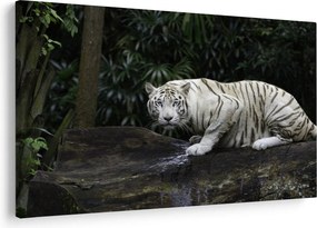 Obraz - Tiger albín (90x60 cm)