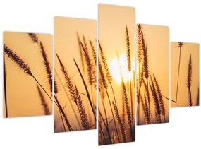 Obraz - Traviny na slnku (150x105 cm)