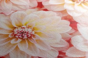 Obraz nežné kvety dálie - 120x80