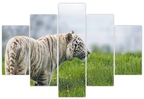 Tiger - obraz