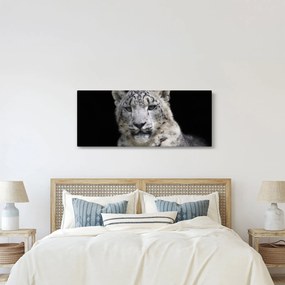 Obraz - Leopard snežný (120x50 cm)