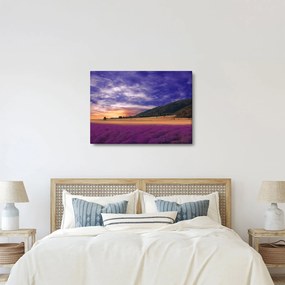 Obraz levanduľovej lúky (70x50 cm)