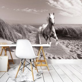 Fototapeta - Kôň na pláži (254x184 cm)