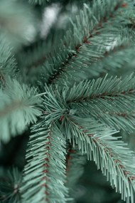 Limpol Jedľa Renáta silver 150 cm