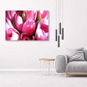 Obraz na plátně Tulipány růžový květ - 100x70 cm