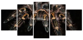Obraz - Tarantula