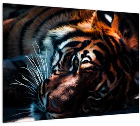 Obraz ležiaceho tigra (70x50 cm)