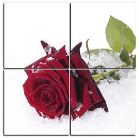 Obraz na plátne - Ruža na snehu - štvorec 3103D (100x100 cm)