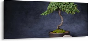 Obraz - Bonsai (120x50 cm)