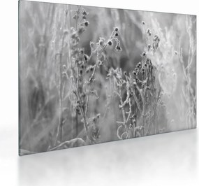 Sklenený obraz - Divoká lúka (70x50 cm)
