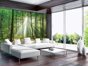 Fototapeta - Les za denného svetla (152,5x104 cm)