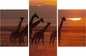 Obraz - Žirafy v africkej savane (90x60 cm)