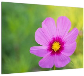 Sklenený obraz - lúčna kvetina (70x50 cm)