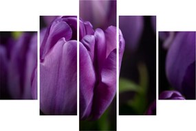 Obraz kvetov tulipánov (150x105 cm)
