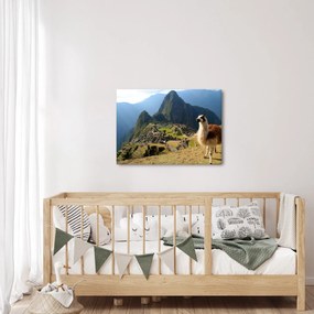 Obrázok - Lama a Machu Picchu (70x50 cm)