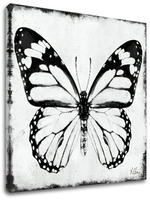 Obraz na plátne MOTÝĽ 1 dielny XOBCH20463FDE1