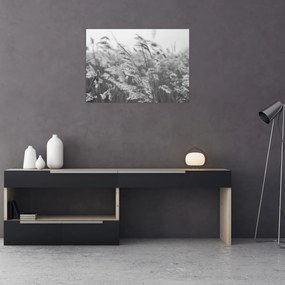 Obraz - Tráva vo vetre (70x50 cm)