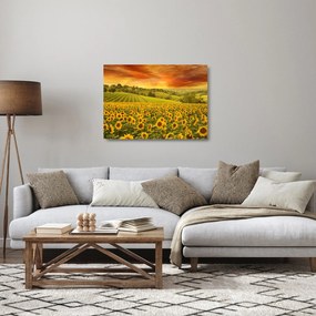 Sklenený obraz - Slnečnicové pole (70x50 cm)