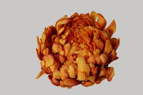 Oranžová umelá hlava chryzantémy 16cm