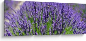 Obraz - levanduľa (s hodinami) (90x30 cm)