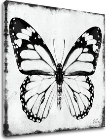 Obraz na plátne MOTÝĽ