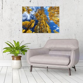 Sklenený obraz - Aspen (70x50 cm)