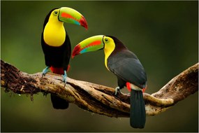 Obraz sediacich tukanov, Costa Rica (90x60 cm)