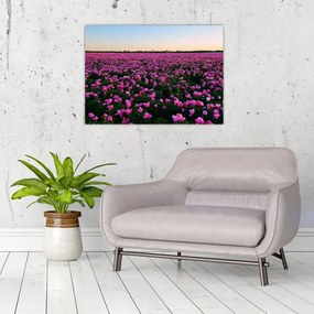 Sklenený obraz - Lúka fialových tulipánov (70x50 cm)