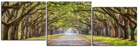 Obraz na plátne - Historické dubové stromy lemované poľnou cestou - panoráma 5239E (90x30 cm)