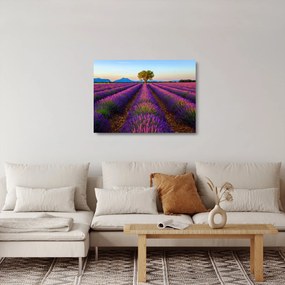Sklenený obraz - Levanduľové pole (70x50 cm)
