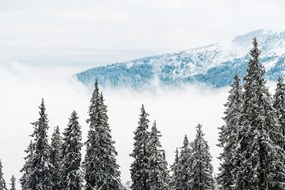 Samolepiaca fototapeta zasnežené borovicové stromy