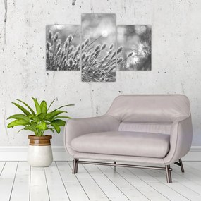 Obraz - Béžová soft grass N⁰1 (90x60 cm)