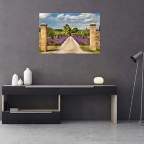 Obraz - Levanduľové cesty (90x60 cm)