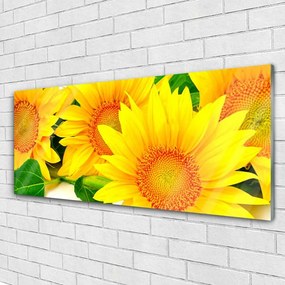 Obraz plexi Slnečnica kvet príroda 125x50 cm