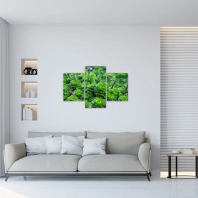 Obraz sukulentov (90x60 cm)